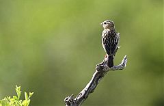 White-winged Widowbird